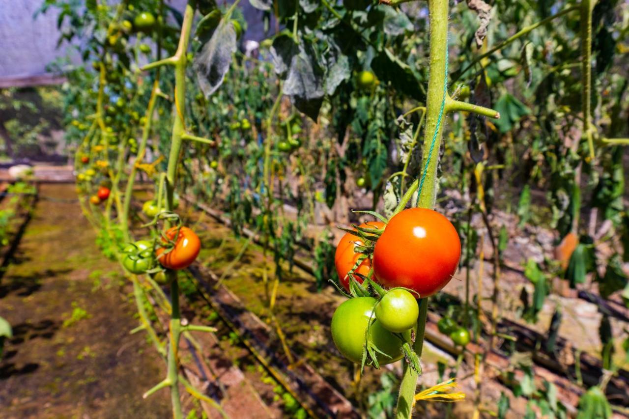 פוארטו בקריסו מורנו Cucuve Eco Hostal מראה חיצוני תמונה