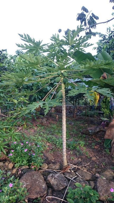 פוארטו בקריסו מורנו Cucuve Eco Hostal מראה חיצוני תמונה