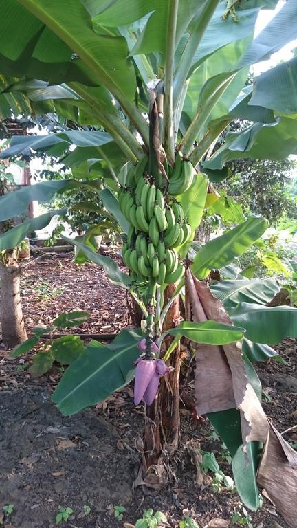 פוארטו בקריסו מורנו Cucuve Eco Hostal מראה חיצוני תמונה
