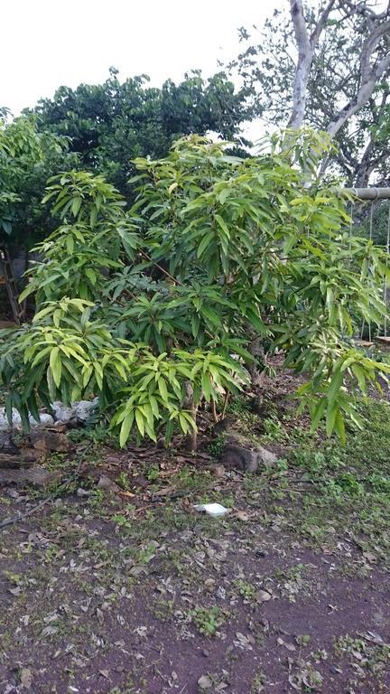 פוארטו בקריסו מורנו Cucuve Eco Hostal מראה חיצוני תמונה